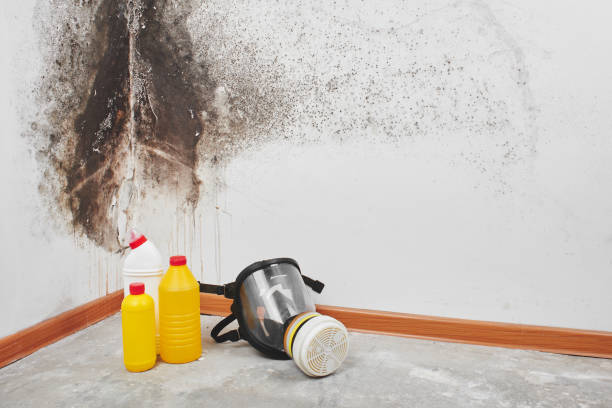 Best Mold Testing  in Woodworth, OH