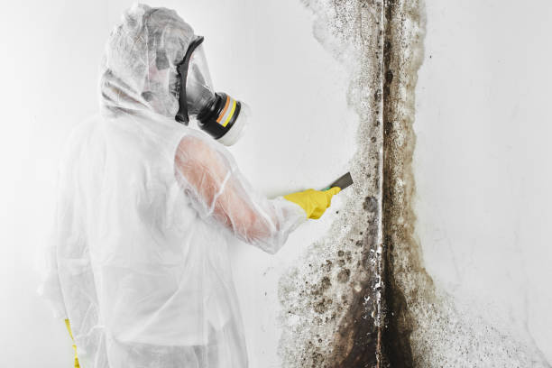 Best Mold Damage Repair  in Woodworth, OH