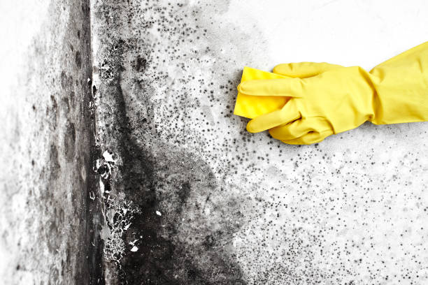 Best Best Mold Removal Companies  in Woodworth, OH