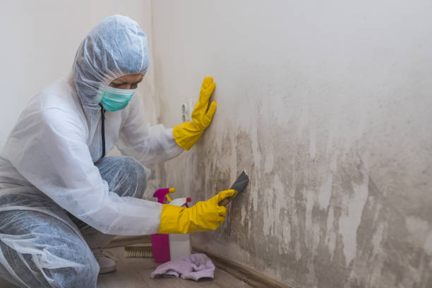Best Certified Mold Removal  in Woodworth, OH