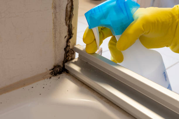 Best Home Mold Removal  in Woodworth, OH