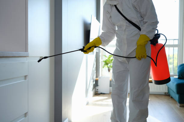 Best Same-Day Mold Removal  in Woodworth, OH