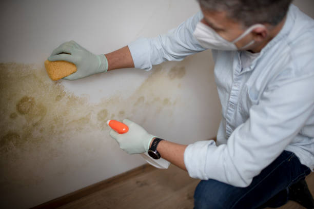 Best Certified Mold Removal  in Woodworth, OH