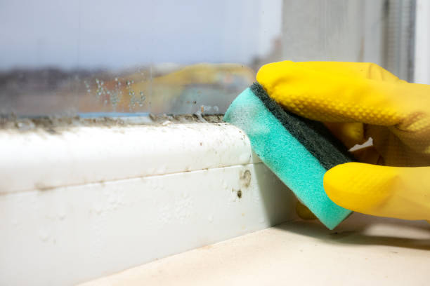 Best Mold Cleaning Services  in Woodworth, OH