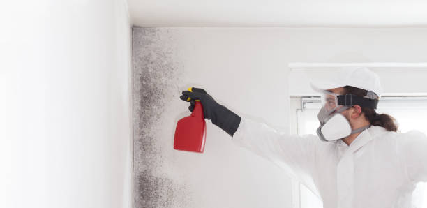 Home Mold Removal in Woodworth, OH