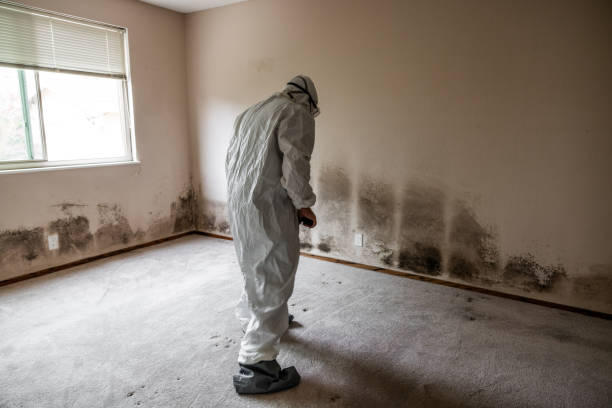 Best Commercial Mold Removal  in Woodworth, OH
