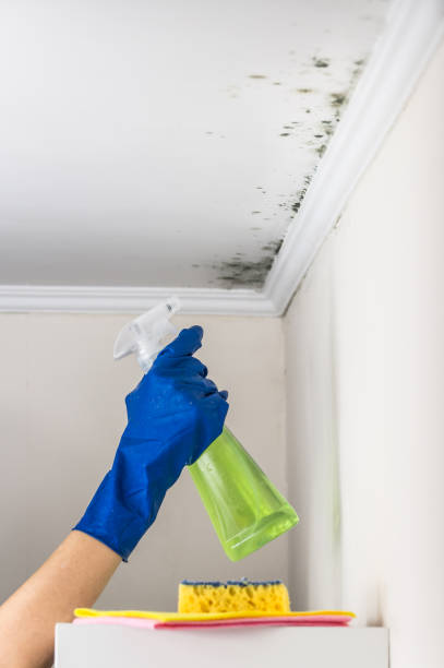 Best Mold Damage Repair  in Woodworth, OH